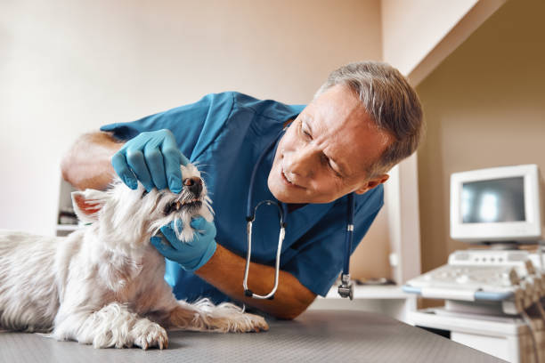  Franklin Furnace, OH Emergency Dentist Pros